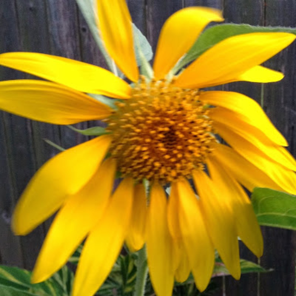 Meet your Posher, Aurora